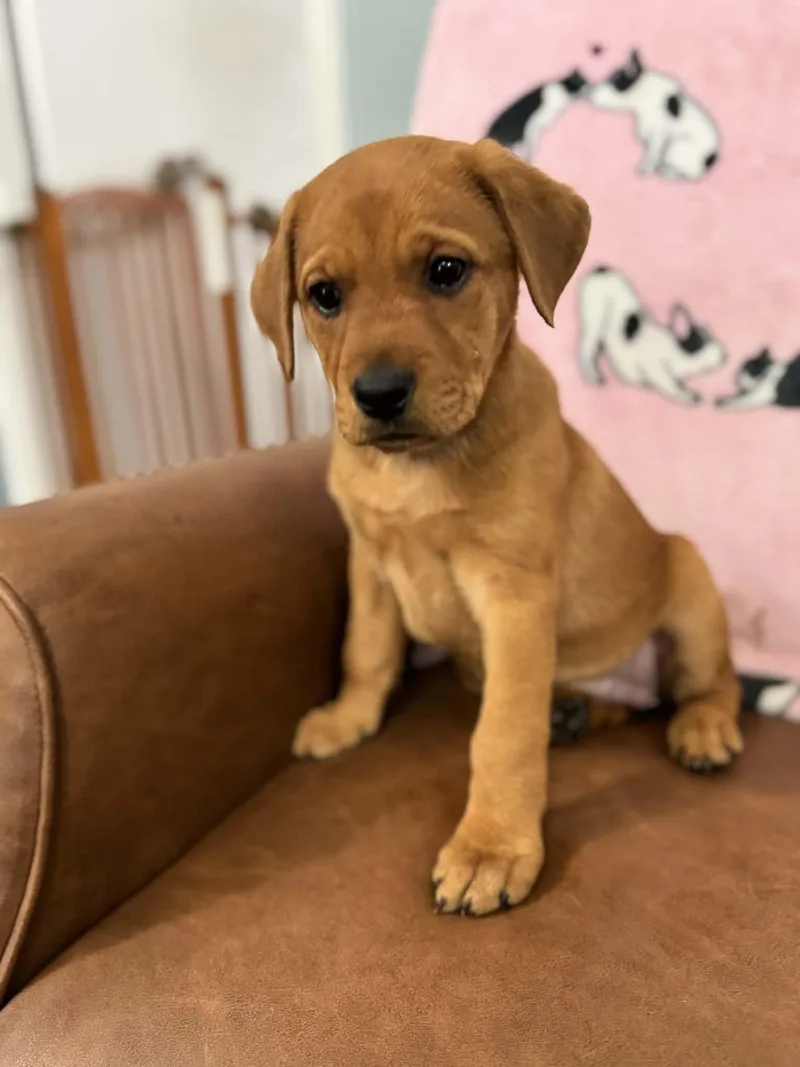 Carlie Kazoo thumbnail 2