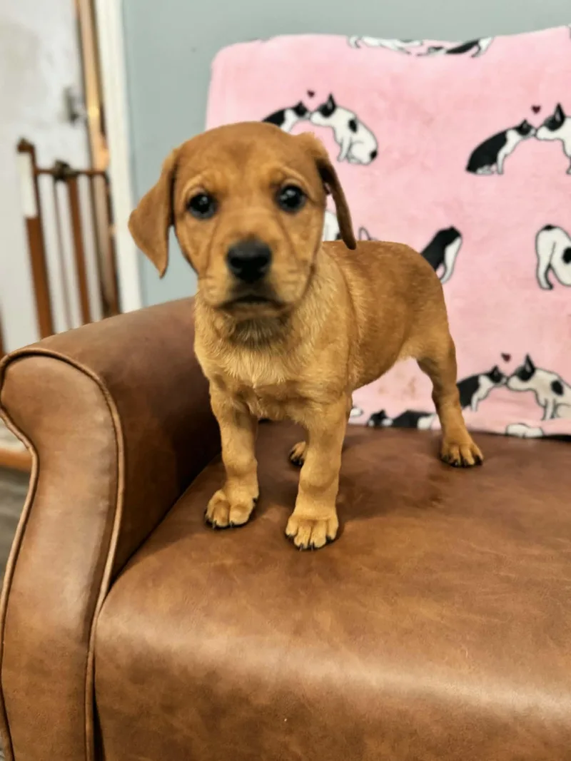 Carlie Kazoo thumbnail 4