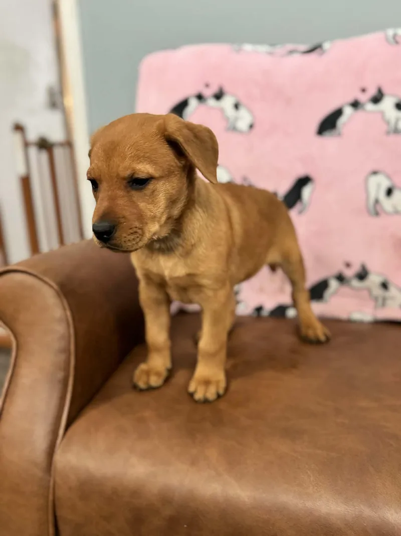 Carlie Kazoo thumbnail 5