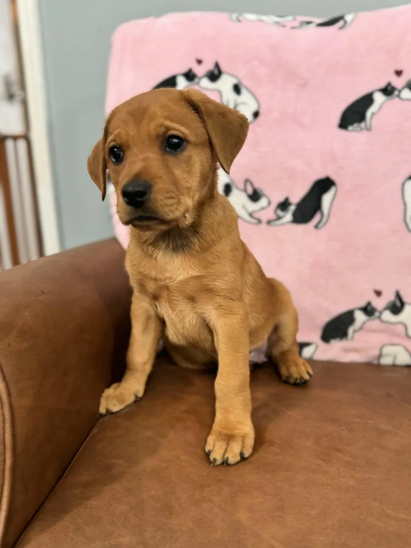 Carlie Kazoo thumbnail 6