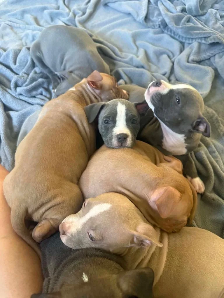 Aurora pup