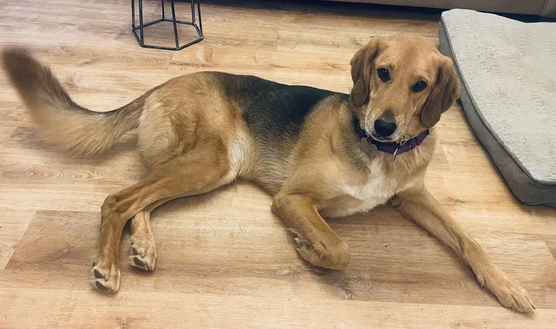 An adult large-sized female German Shepherd Dog dog named Cassia for adoption in Cumming, GA