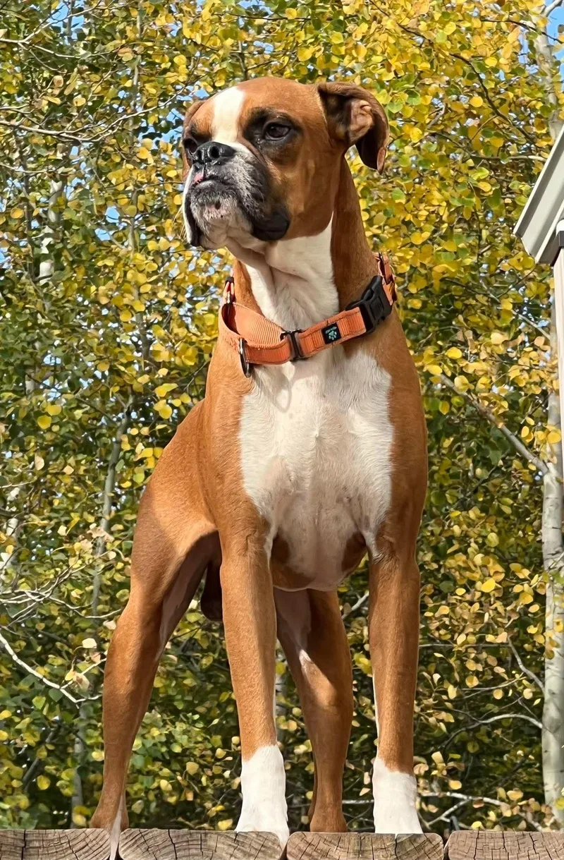 A young large-sized male Boxer dog named Thanos for adoption in Owatonna, MN