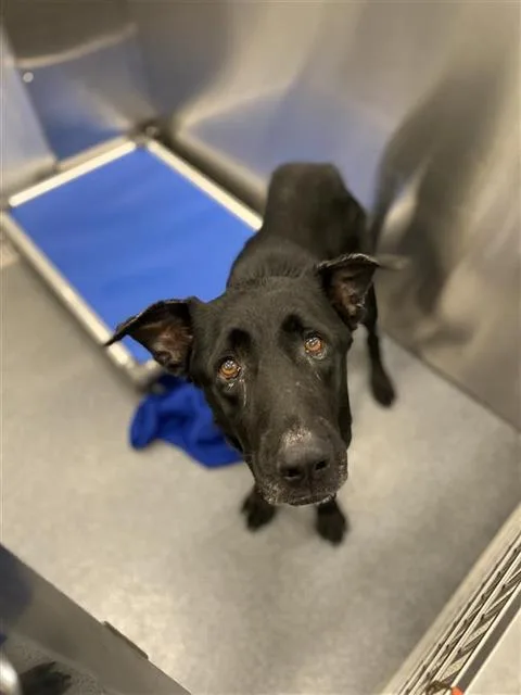 An adult medium-sized female Labrador Retriever dog named Sombra for adoption in Dallas, TX