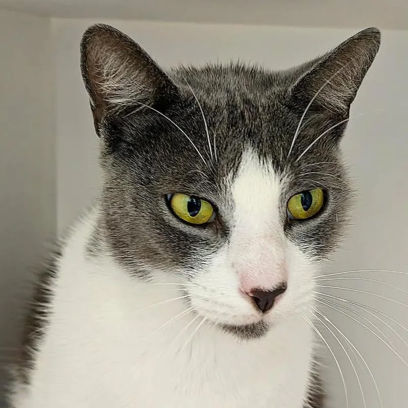 An adult medium-sized male Domestic Medium Hair cat named Gary for adoption in Cumming, GA