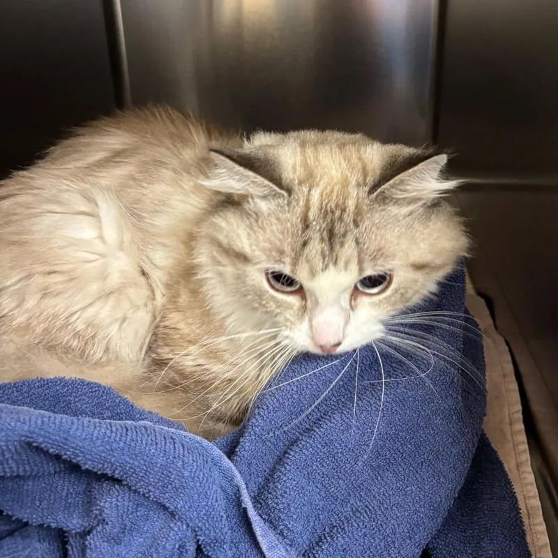 An adult small-sized male Domestic Medium Hair cat named Theodore for adoption in Springfield, MA
