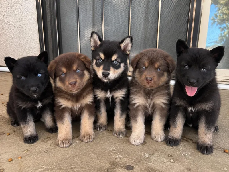 A baby medium-sized female Siberian Husky dog named Story  Zuzu and for adoption in Cerritos, CA
