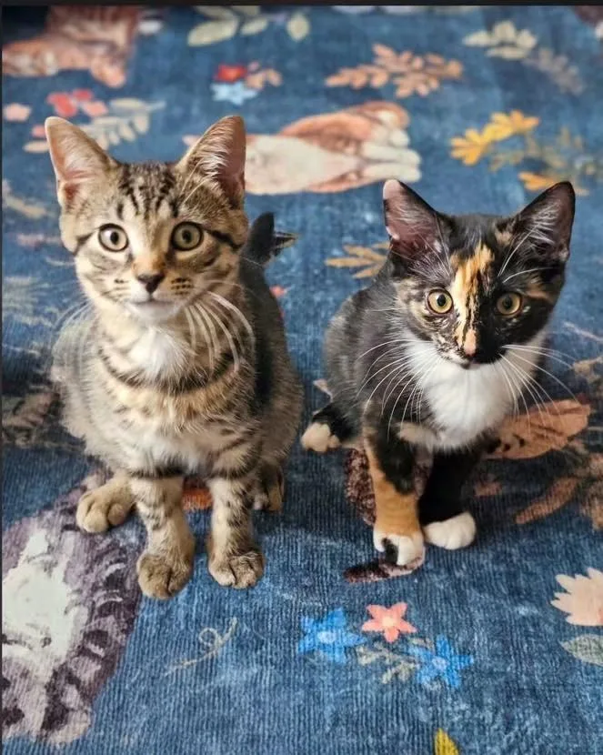 A baby medium-sized male Calico cat named Shrek & Fiona  for adoption in Philadelphia, PA