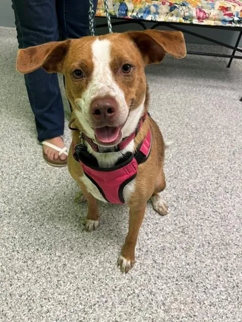An adult medium-sized female Golden Australian Cattle Dog / Blue Heeler dog named Rosie for adoption in Tyler, TX