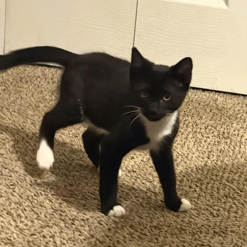A baby medium-sized male Black & White / Tuxedo Domestic Short Hair cat named Tuky for adoption in Lemoyne, PA