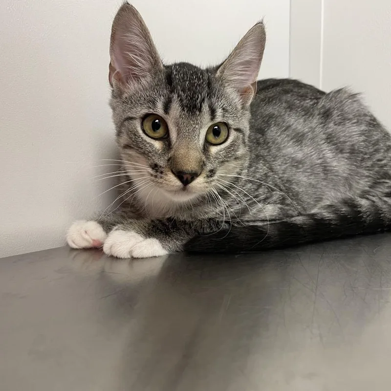 A baby small-sized female Gray / Blue / Silver Domestic Medium Hair cat named Solene for adoption in Hattiesburg, MS