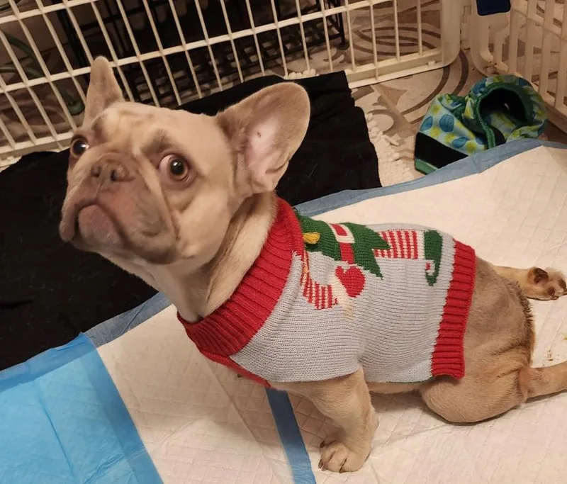 June Bug thumbnail 2