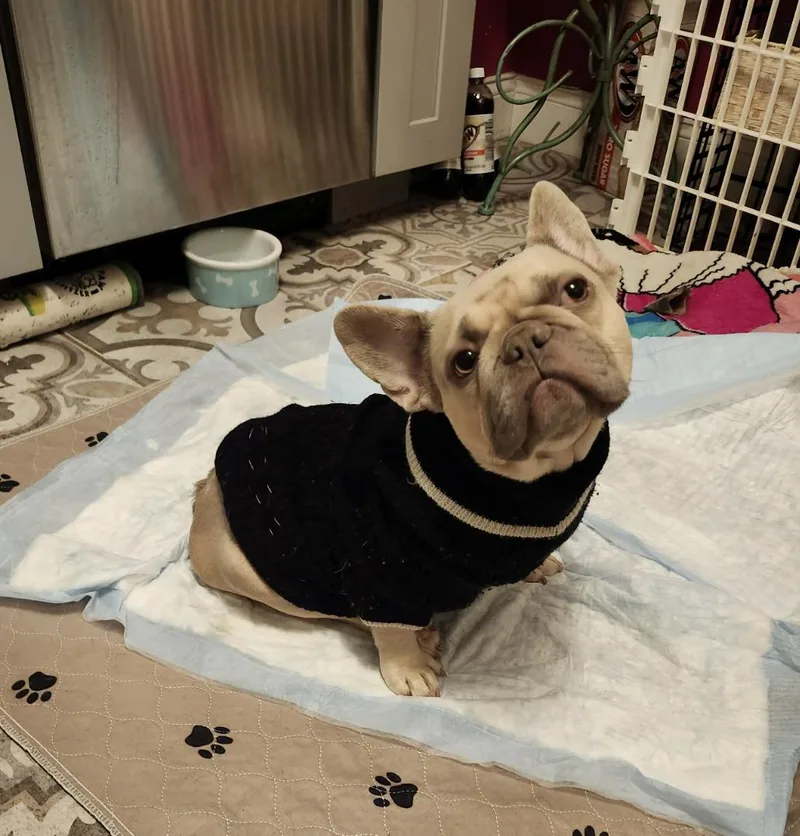 June Bug thumbnail 4