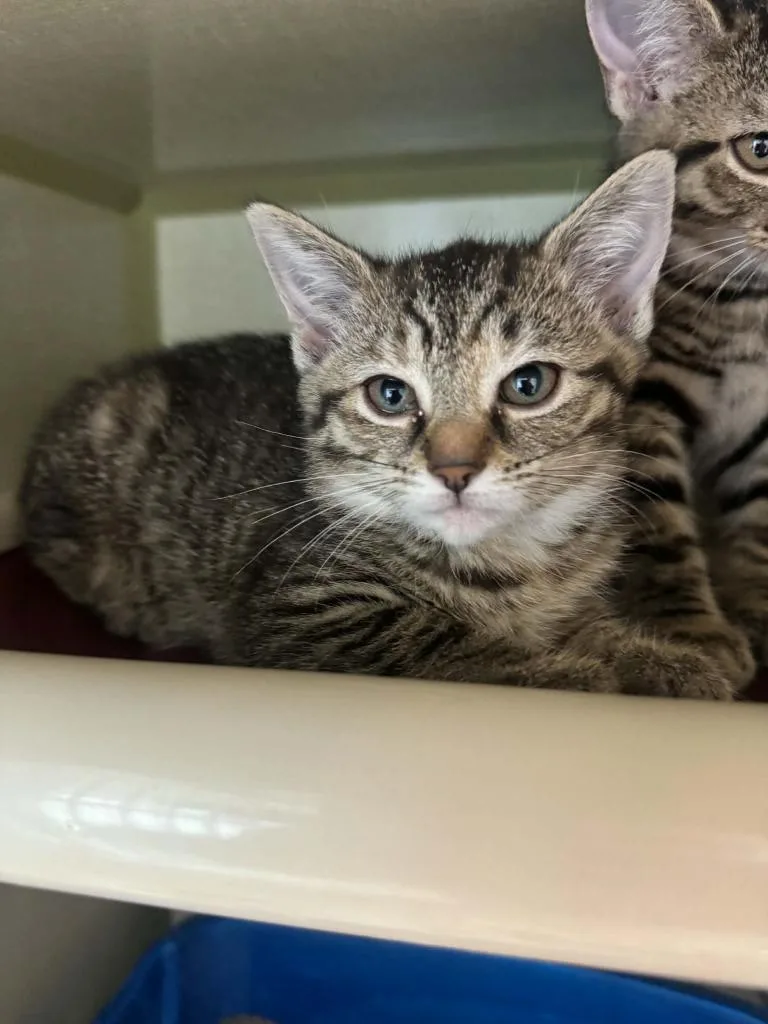 A baby medium-sized female Domestic Short Hair cat named Chicken for adoption in Marion, OH