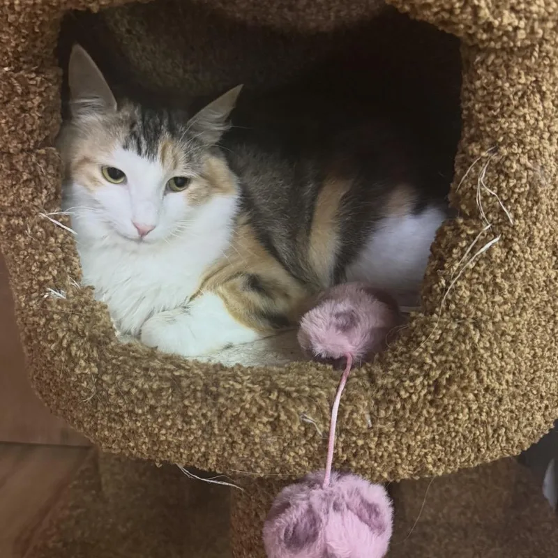 A baby small-sized female Calico Domestic Short Hair cat named Lainey for adoption in Reisterstown, MD