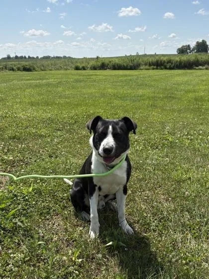 An adult medium-sized male Pit Bull Terrier dog named Zane for adoption in Columbus, IN