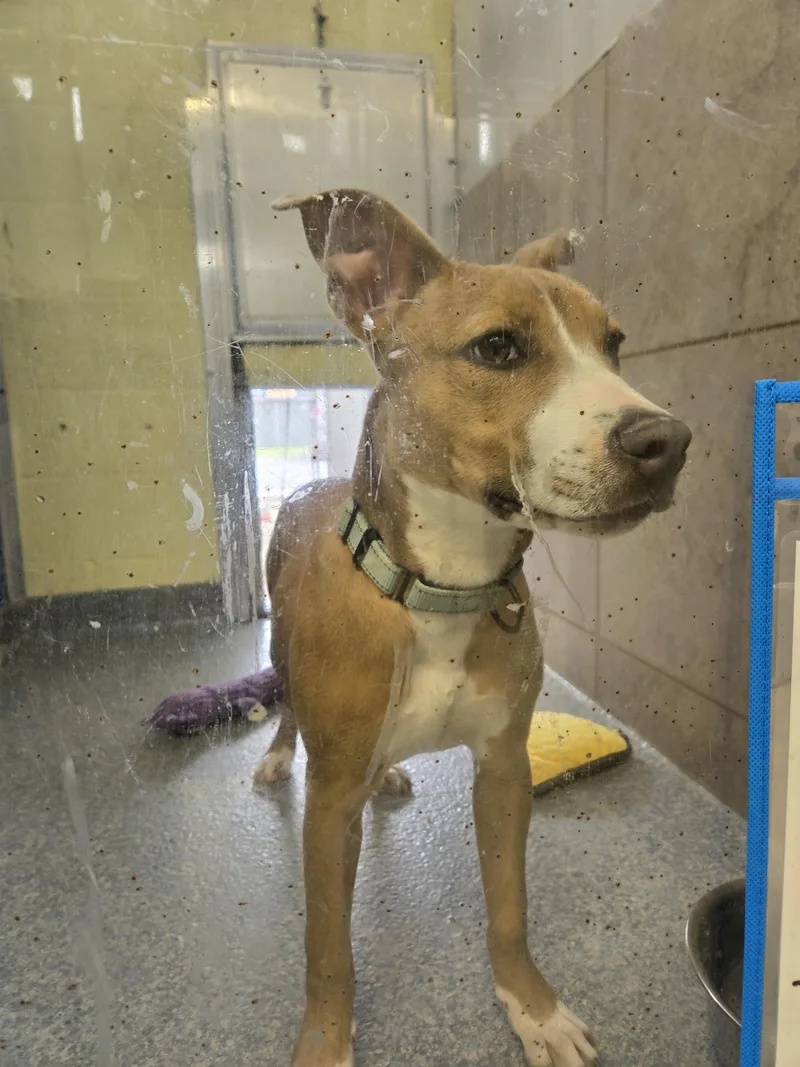 A young medium-sized male Pit Bull Terrier dog named Kai for adoption in Reisterstown, MD