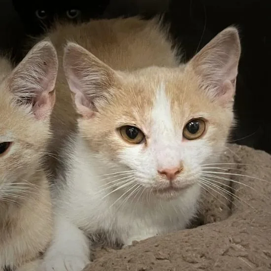 A baby small-sized male Orange / Red Domestic Short Hair cat named Con Crema for adoption in Los Angeles, CA
