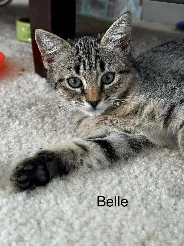A baby small-sized female Gray & White Domestic Short Hair cat named Belle for adoption in Telford, PA