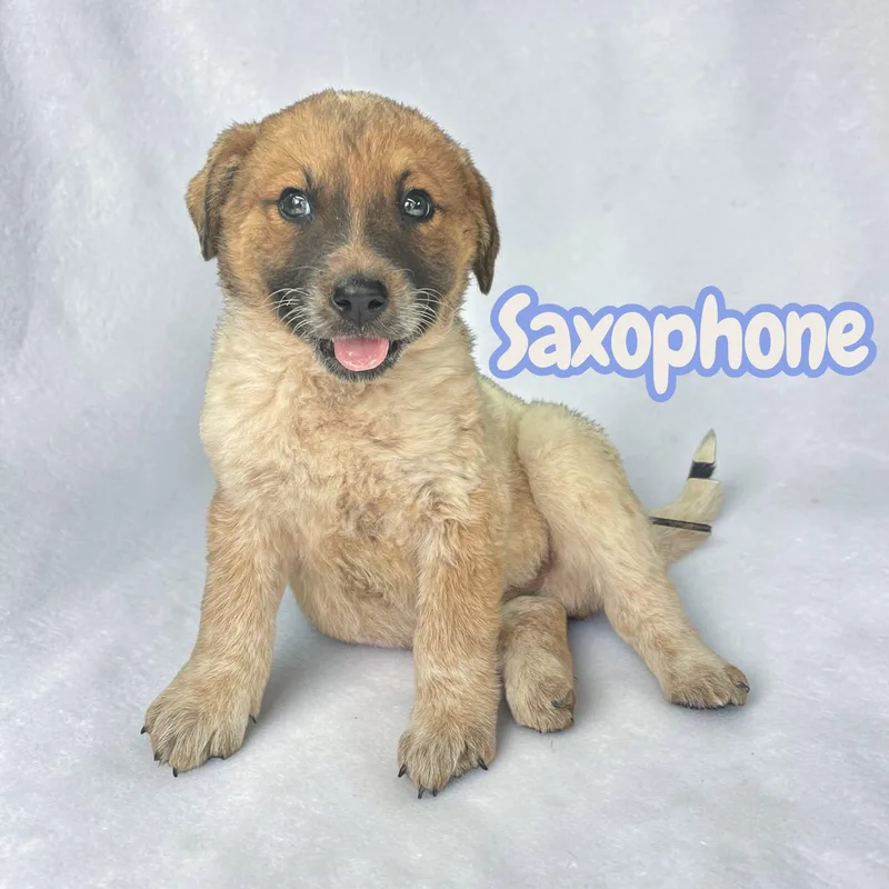 A baby medium-sized male Merle (Red) Australian Cattle Dog / Blue Heeler dog named Saxophone sweet for adoption in Chuckey, TN