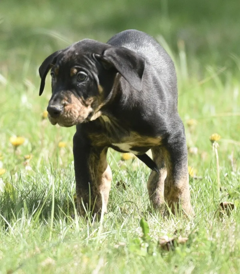 A baby large-sized male Pit Bull Terrier dog named Pratt for adoption in Mechanicsburg, PA