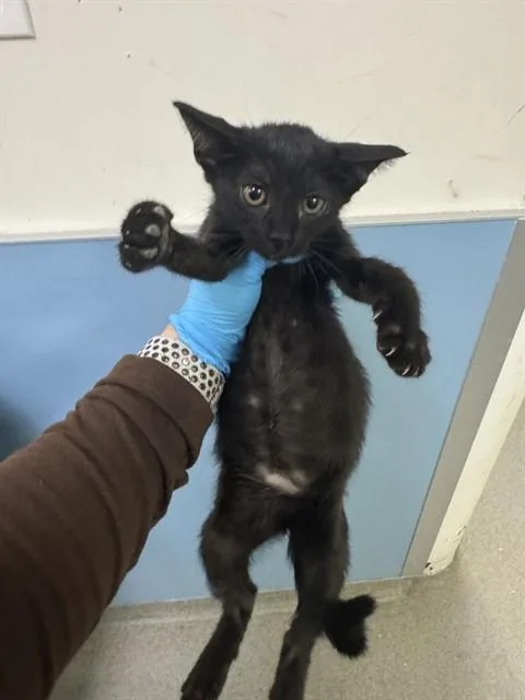 A baby small-sized female Domestic Short Hair cat named Sky for adoption in Miami, FL