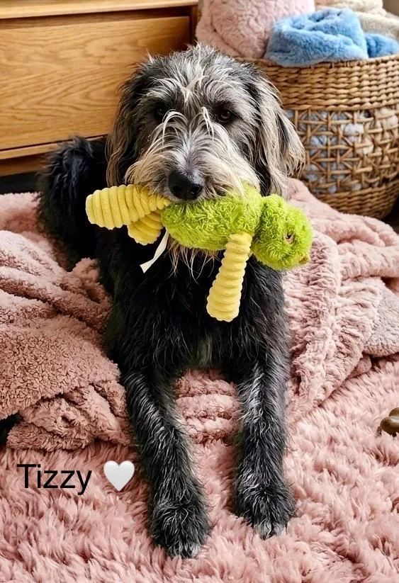 An adult medium-sized female Labradoodle dog named Tizzy for adoption in Rockwall, TX