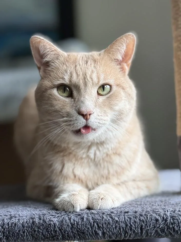 An adult medium-sized male Orange & White Domestic Short Hair cat named Wasabi for adoption in Medford, MA