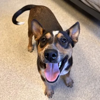 An adult medium-sized female Mixed Breed dog named Smores for adoption in Lansing, MI
