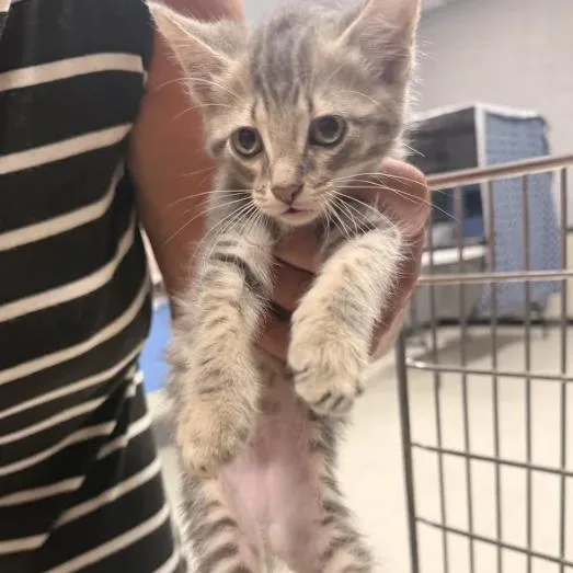 A baby small-sized male Gray / Blue / Silver Domestic Short Hair cat named DasherC for adoption in East Saint Louis, IL