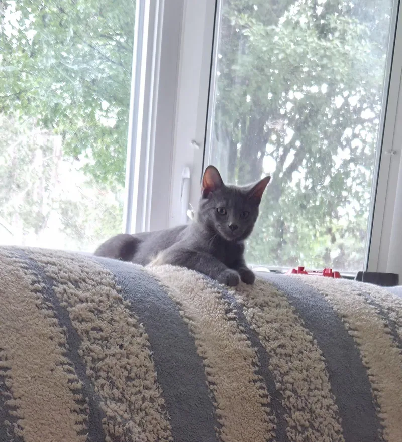 A baby medium-sized male Gray / Blue / Silver American Shorthair cat named Little Bear for adoption in Brookston, IN