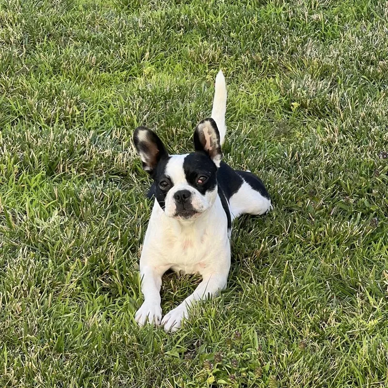 An adult small-sized female Black Boston Terrier dog named Margot for adoption in San Mateo, CA