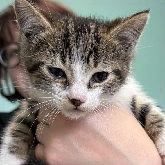 A baby small-sized male Brown / Chocolate Domestic Short Hair cat named Quesarito for adoption in Archbold , OH