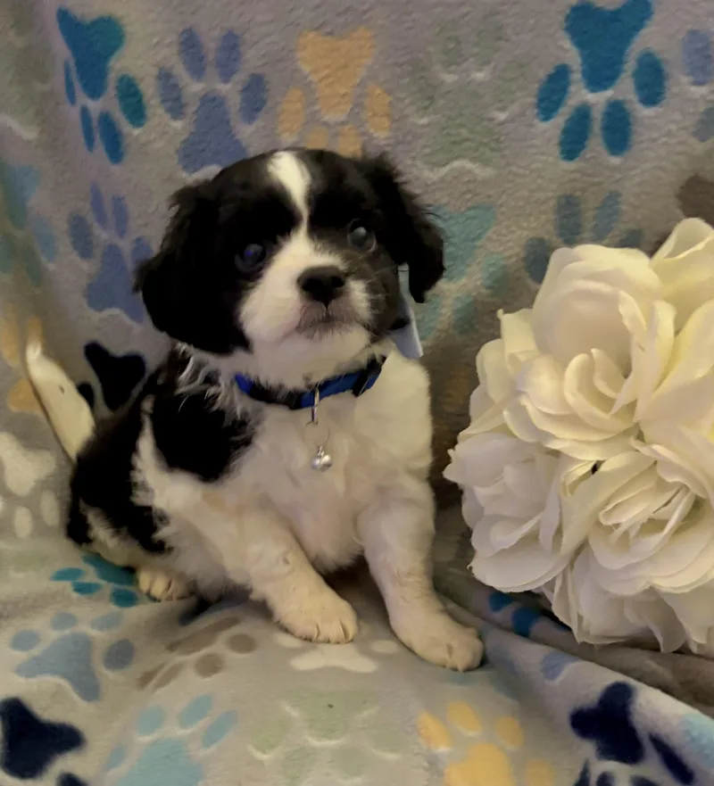 A baby small-sized male White / Cream Shih Tzu dog named Huckleberry for adoption in Corona, CA