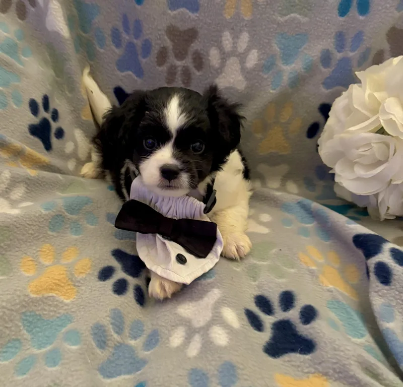 Huckleberry thumbnail 2