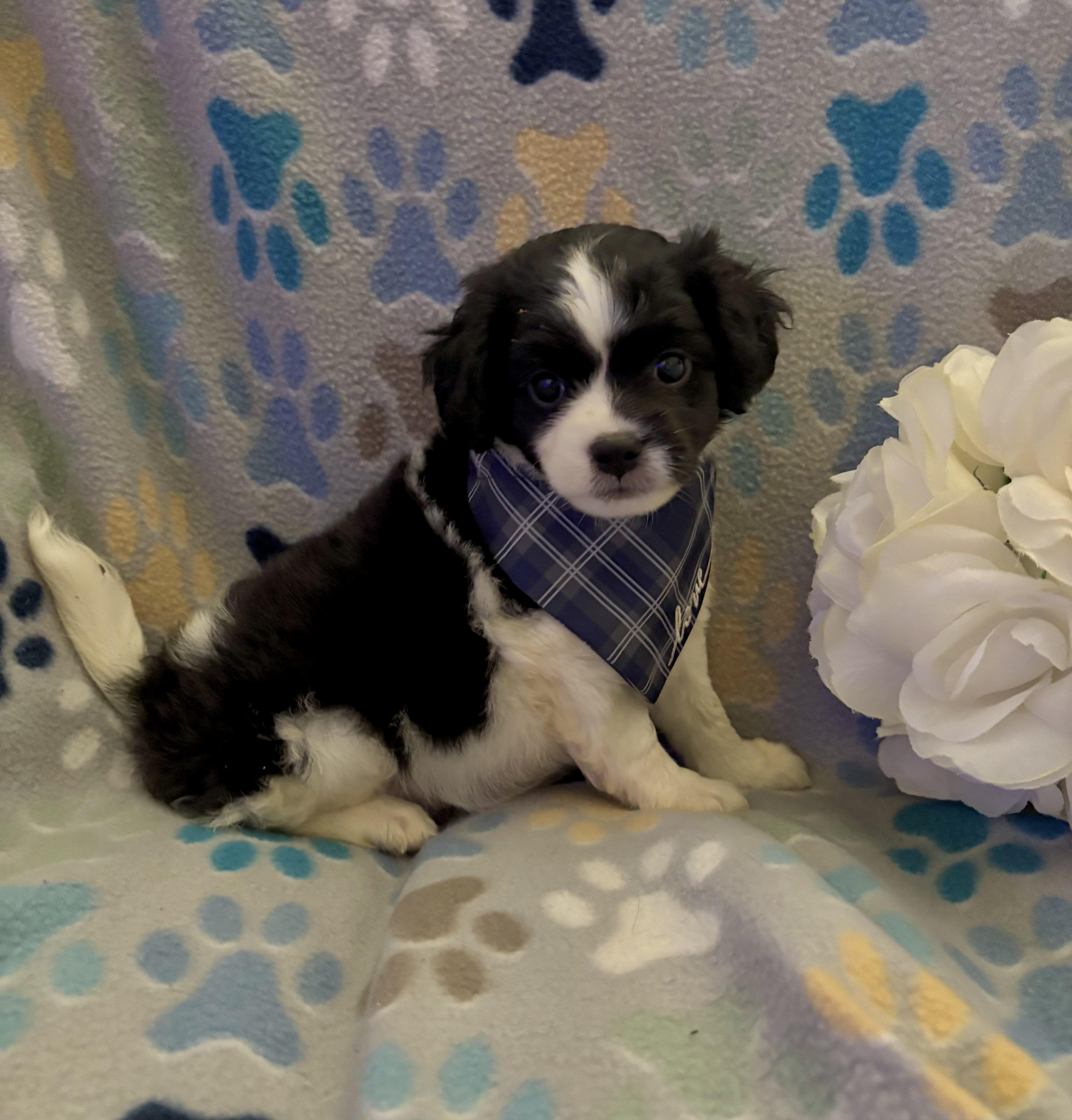 Huckleberry thumbnail 3
