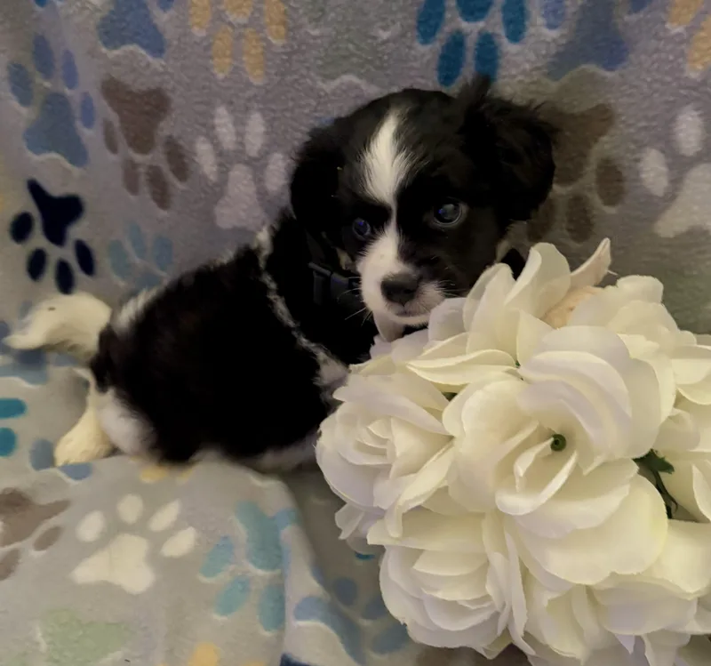 Huckleberry thumbnail 5