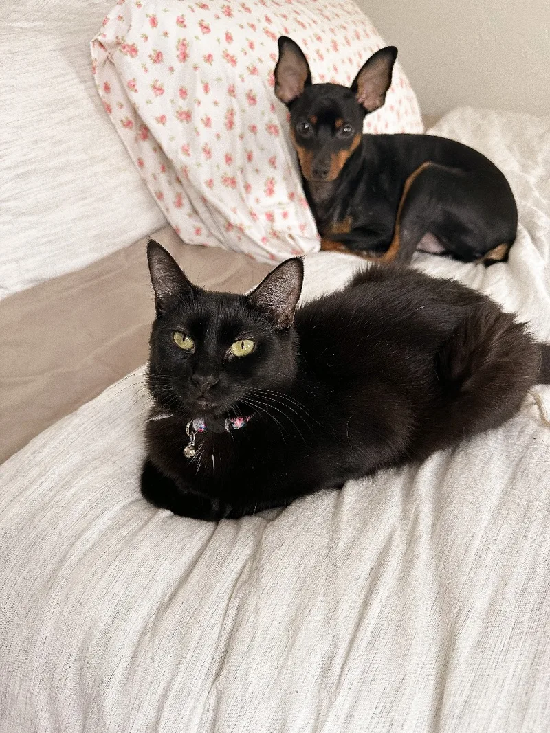 A young medium-sized female Domestic Short Hair cat named Roxy for adoption in New York, NY