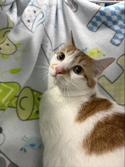 An adult large-sized male Domestic Short Hair cat named Tobias for adoption in Gainesville, FL