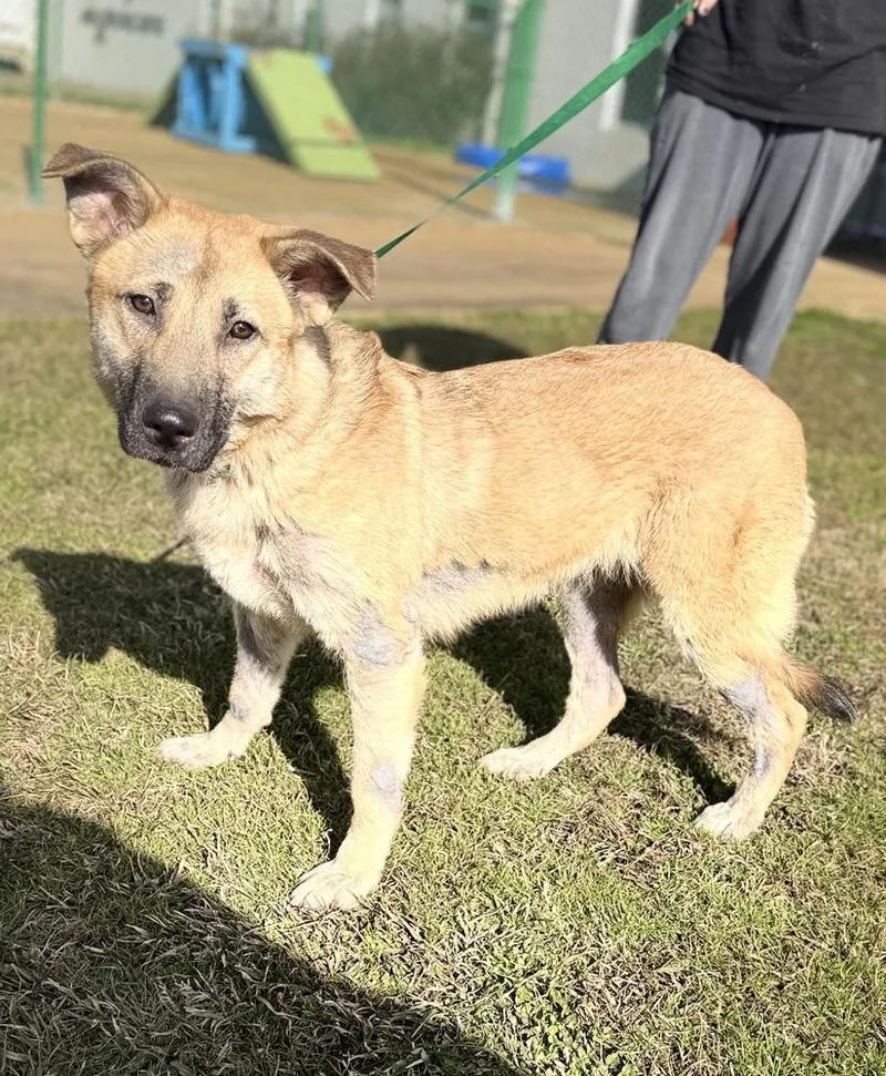 Potato D thumbnail 2