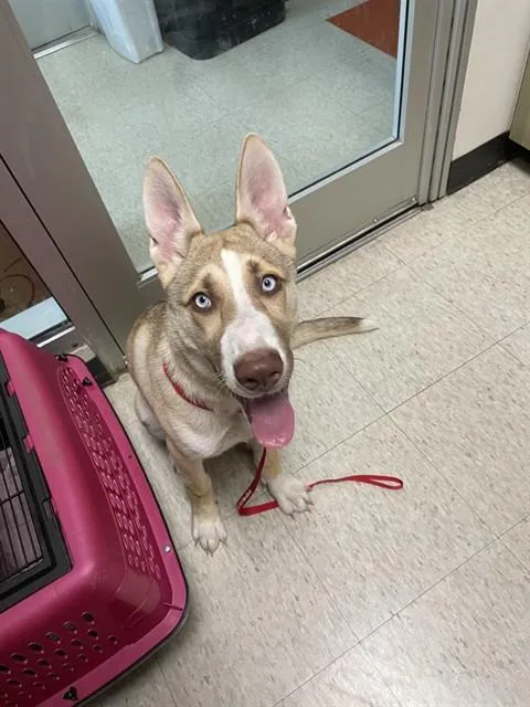 A baby medium-sized female Siberian Husky dog named Toffee A for adoption in Plano, TX