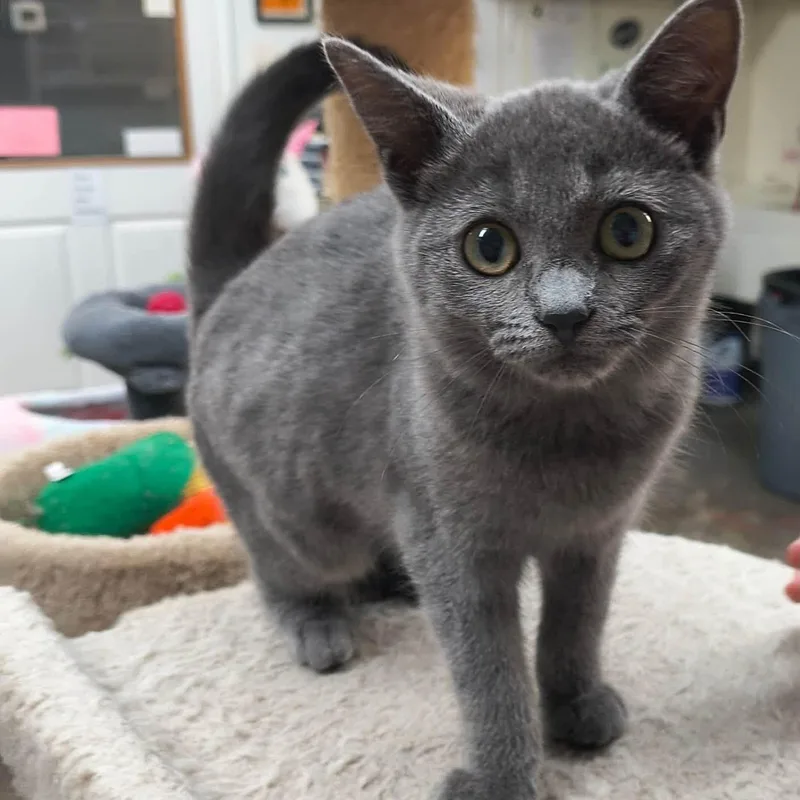 A baby medium-sized female Gray / Blue / Silver Domestic Short Hair cat named Puff for adoption in Saint Marys, PA