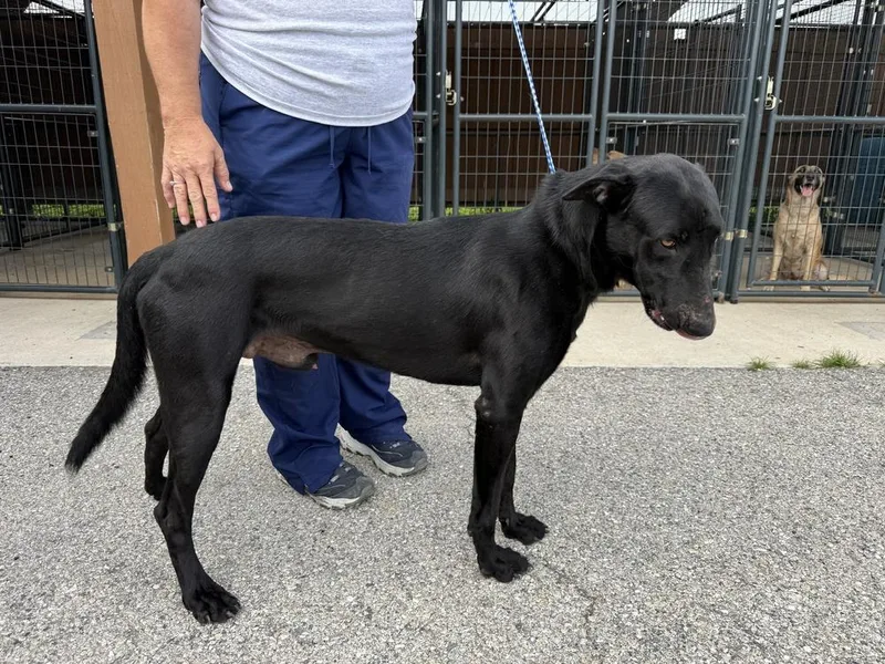 A young large-sized male Black Belgian Shepherd / Malinois dog named Fish Litter Dad for adoption in Imlay City, MI