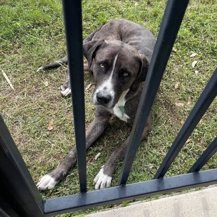 An adult large-sized male Brown / Chocolate Great Dane dog named Rex for adoption in Houston, TX