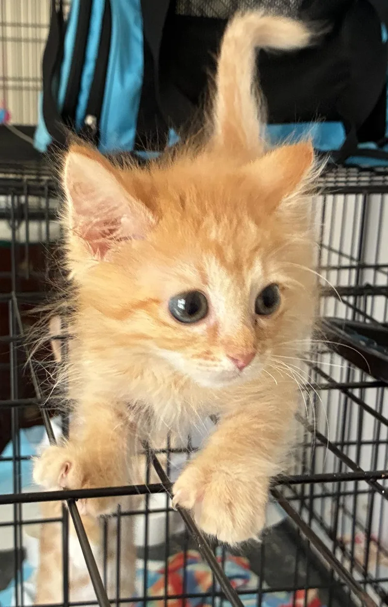 A baby medium-sized female Orange & White Domestic Medium Hair cat named Mabel for adoption in Dawson, GA