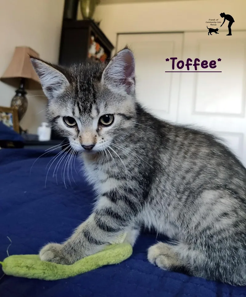 A young medium-sized female Tabby (Brown / Chocolate) Domestic Short Hair cat named Toffee for adoption in Centerville, UT