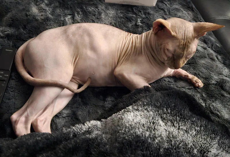 An adult large-sized male Sphynx / Hairless Cat cat named Ace for adoption in La Puente, CA