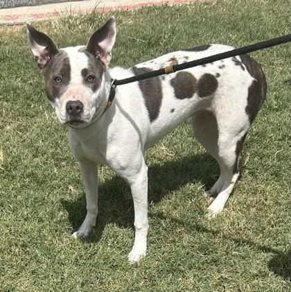 An adult medium-sized female White / Cream Mixed Breed dog named Angel for adoption in Georgetown, TX