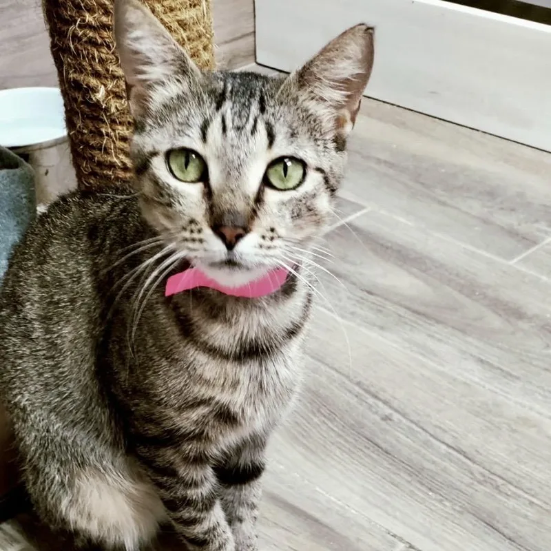 An adult medium-sized female Brown / Chocolate Domestic Short Hair cat named Ginny for adoption in Lakeland, FL