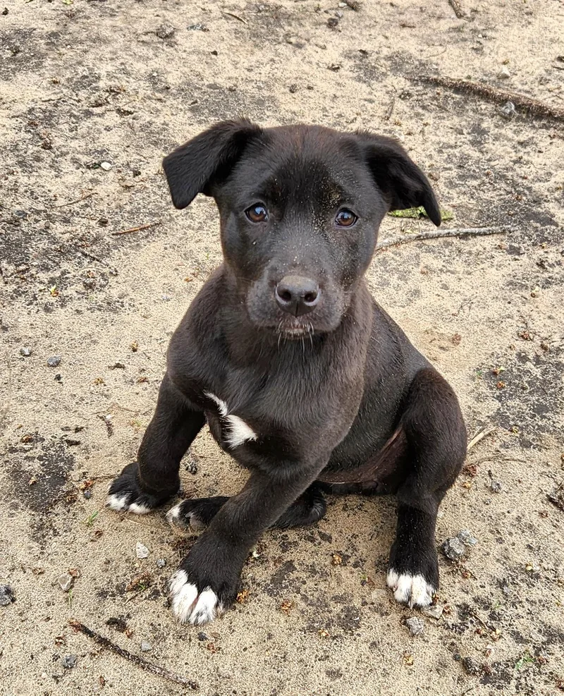 A baby medium-sized female Black Labrador Retriever dog named Java for adoption in Liberty Center, OH